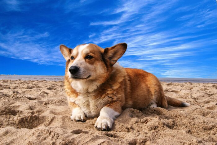 corgi op het strand